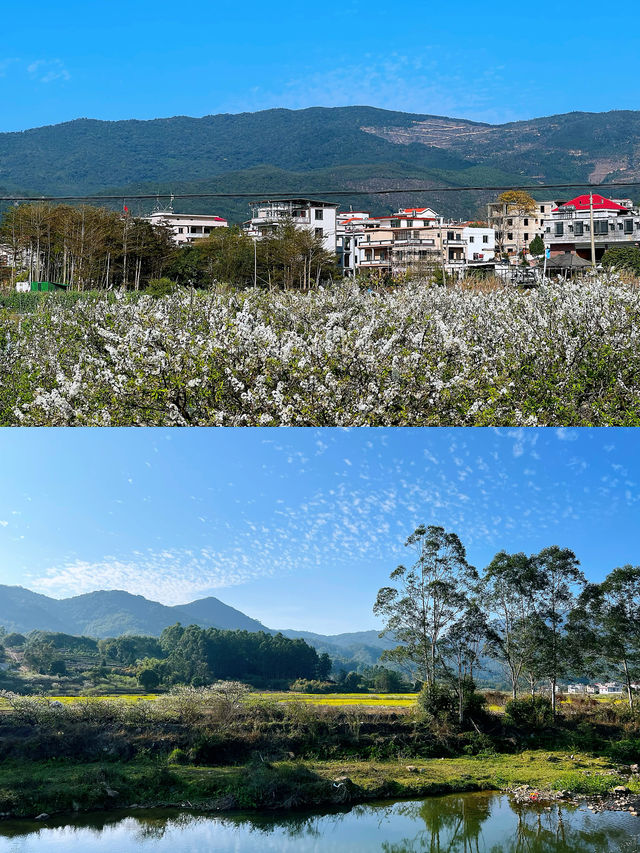 【古山重】初春的邂逅