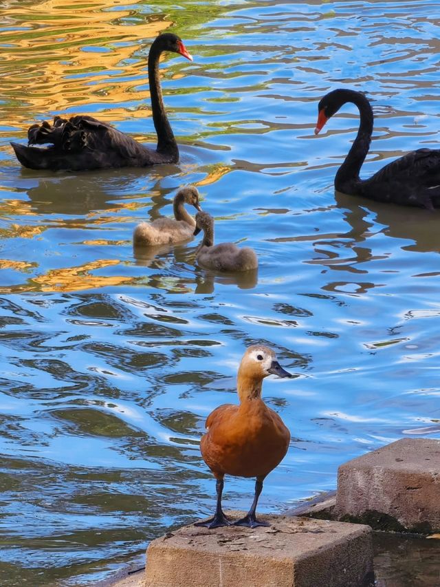 廣州南沙原生態竹子打造的水鳥世界生態園