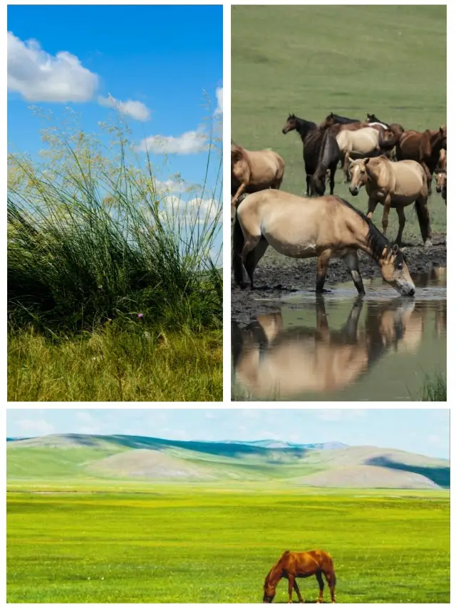 呼倫貝爾親子遊暑期溜娃好去處！