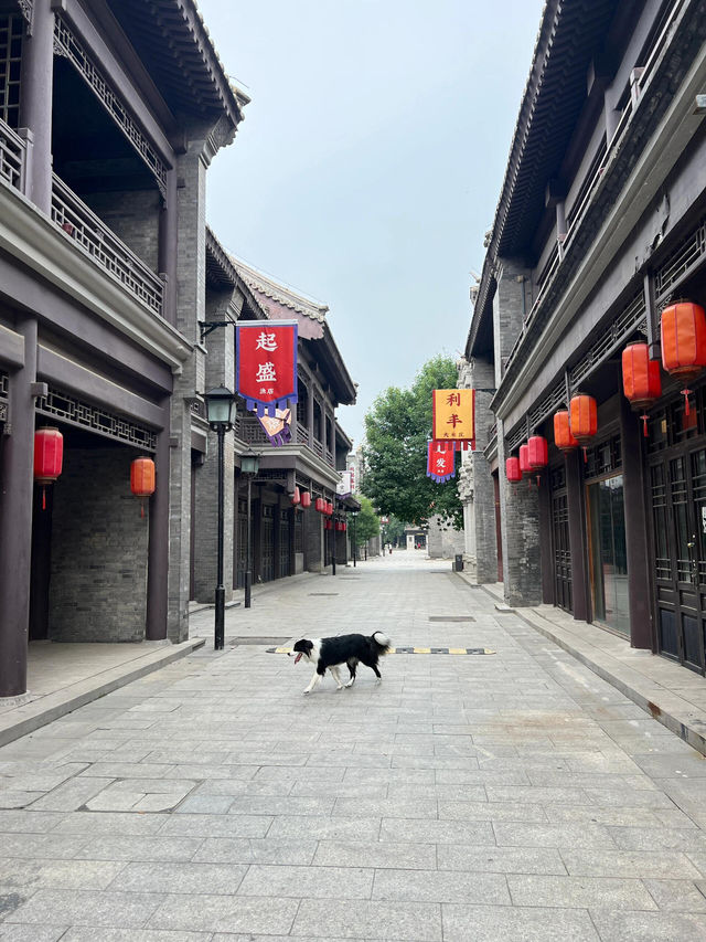 出門遛狗|天津一個不被人知的北塘古鎮