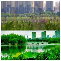 位於市中心城區（二環線內）的“世外桃源”——沙湖公園，賞荷賞景的天花板