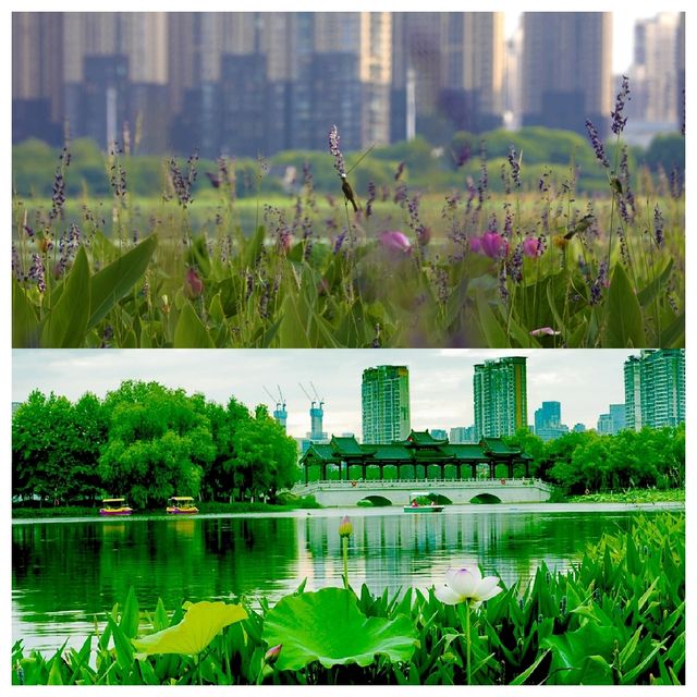 位於市中心城區（二環線內）的“世外桃源”——沙湖公園，賞荷賞景的天花板