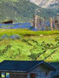 直到看見雪山與花海同框,才明白格聂有多美