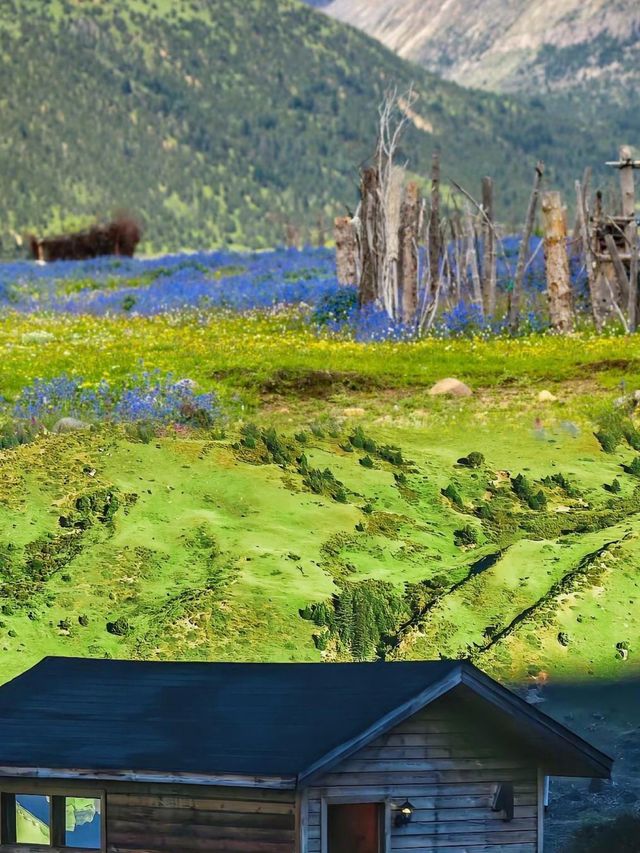 直到看見雪山與花海同框,才明白格聂有多美 直到看見雪山與花海同框,才明白格聂有多美