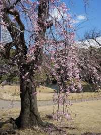 東京景點｜小石川後樂園