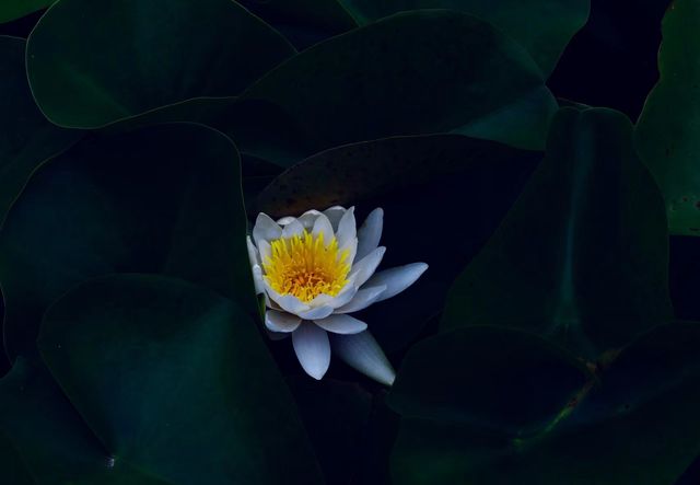 天津夏日賞荷好去處—天津水上公園。