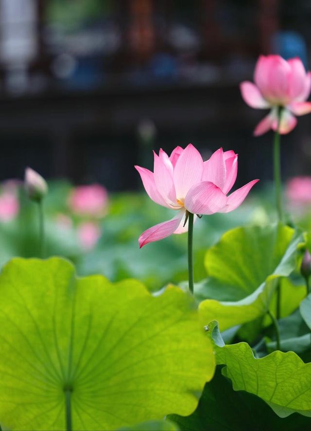 寧波賞荷
