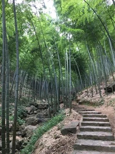 宜興竹海，一場說走就走的“竹”趣之旅