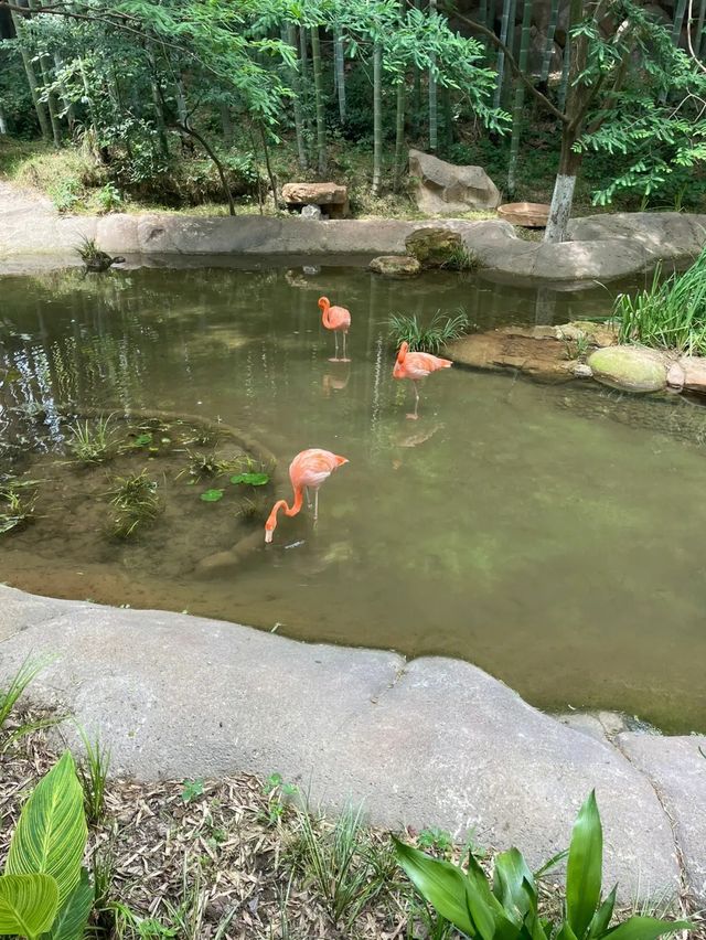 天目湖山水園，一場說走就走的詩意之旅