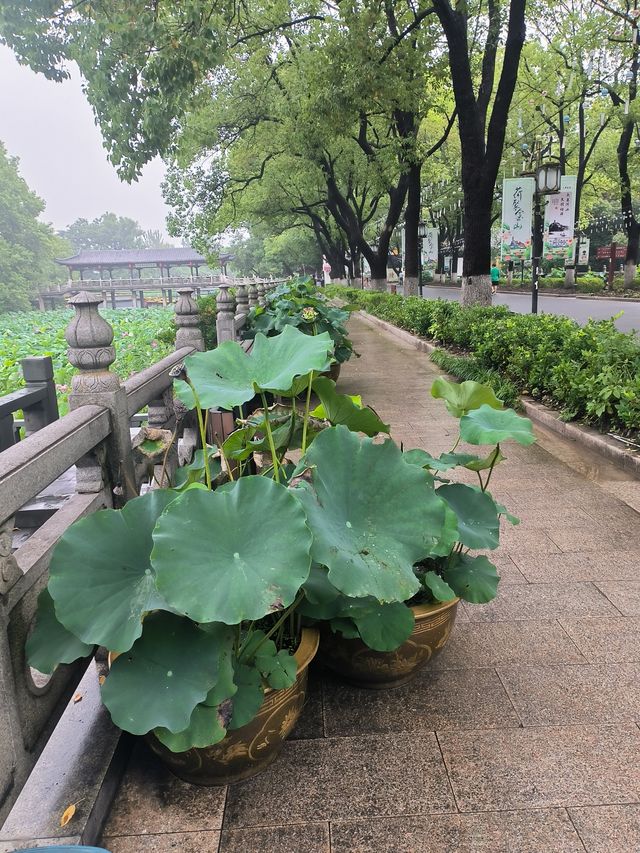 荷聚金山