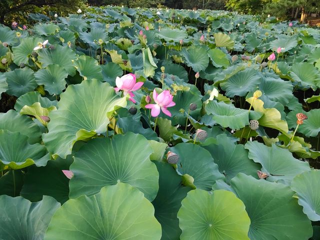 名古屋鶴舞公園的盛夏印象