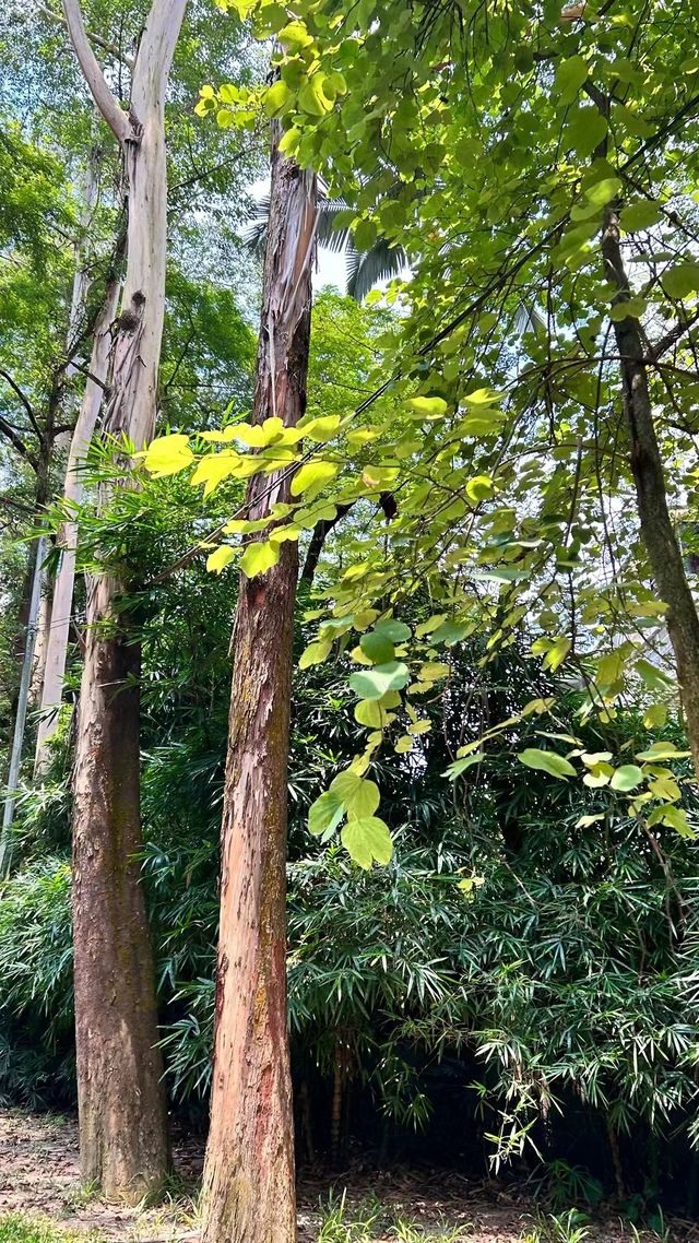 年青春不留白，白雲飛索來不來