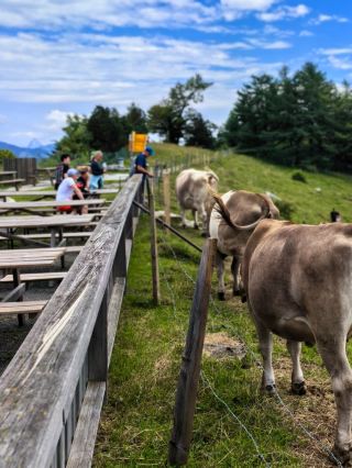 Walk along the century-old Swiss cliff path