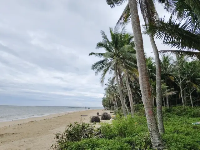 I didn't know how beautiful the coconut groves in Wenchang were until I went to Hainan. 