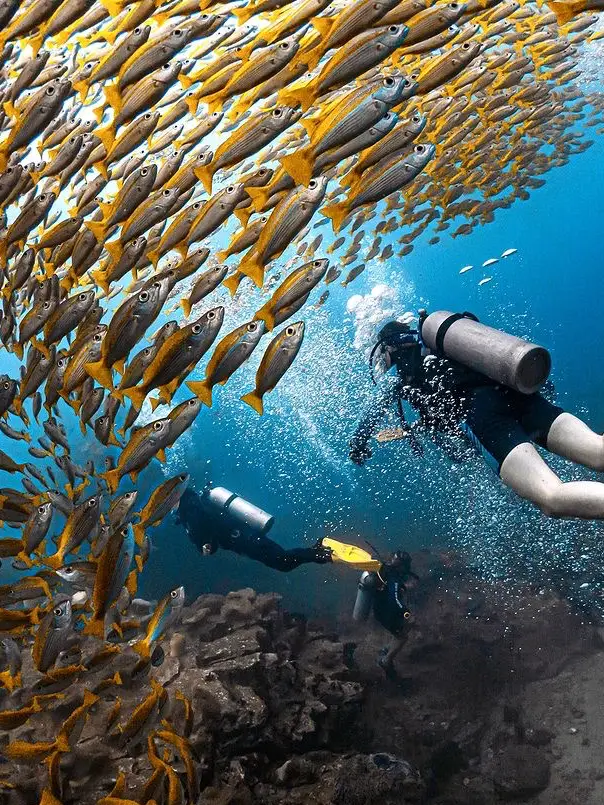 Snorkeling and diving guide for Koh Samui and surrounding waters. This is all you need to know. Save it for later!