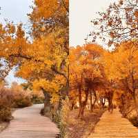 巴楚縣紅海景區胡楊島是一處令人流連忘返的自然美景勝地。