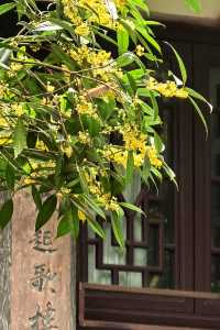 「香城」瀰漫桂花香。