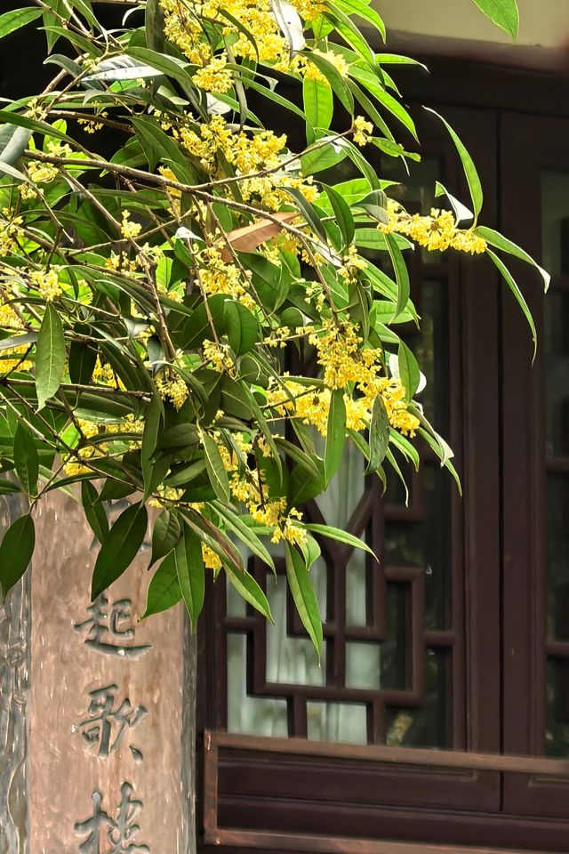 「香城」瀰漫桂花香。