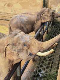 貴州｜森林野生動物園｜充滿自然魅力和野生動物奇觀的地方。