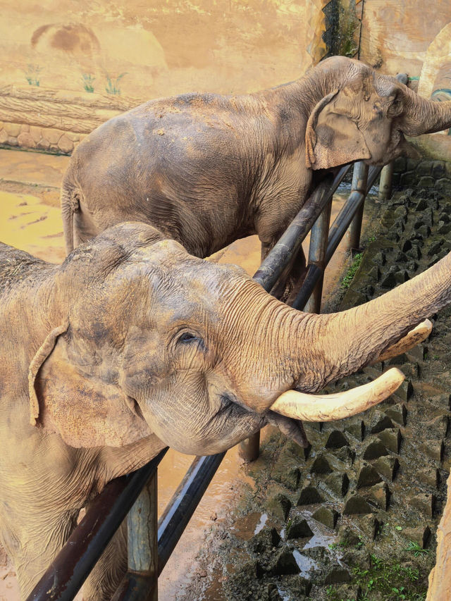 貴州｜森林野生動物園｜充滿自然魅力和野生動物奇觀的地方。