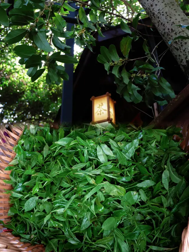 Tour hái trái cây mùa thu Long Tỉnh ở Hàng Châu.