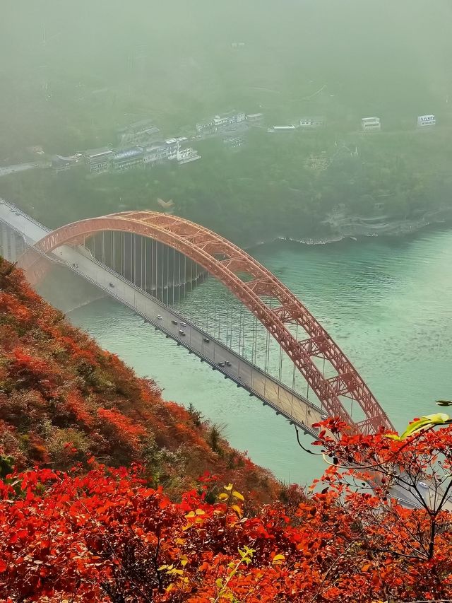漫山紅葉似彩霞，最美三峽紅葉季來啦。