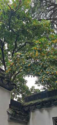 【遊園記】青浦曲水園：桂花香裡古樸園林的朝陽氣息…。