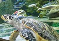 三亞市—亞特蘭蒂斯水世界。