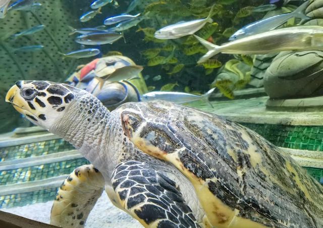 三亞市—亞特蘭蒂斯水世界。