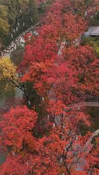根本不敢想，錯過興慶公園的秋天我有多遺憾。