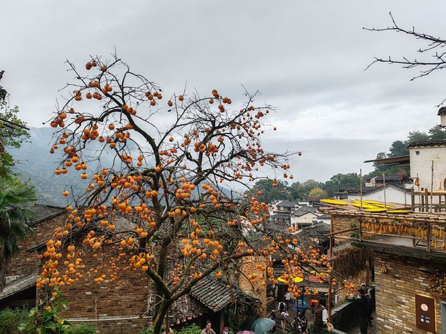 婺源篁嶺，一個美麗且富有特色的旅遊地，以下是一份遊玩攻略供您參考。