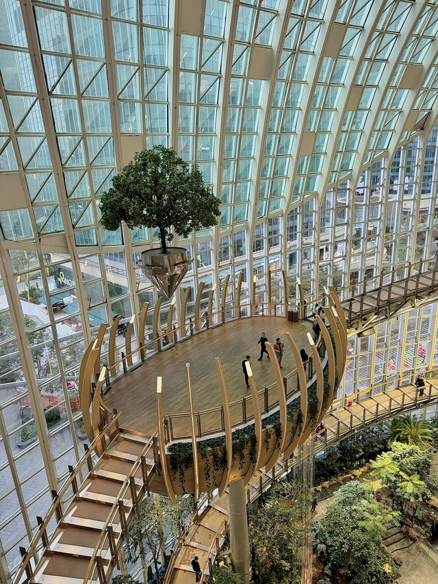 一個重慶人的人生建議！！來重慶逛完沐浴光森林再上飛機。