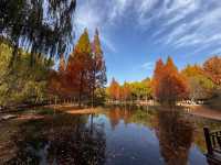 《濟南森林公園 | 秋日童話，這裡有你絕不能錯過的金黃世界。