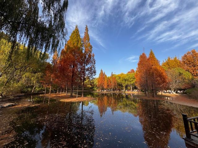 《濟南森林公園 | 秋日童話，這裡有你絕不能錯過的金黃世界。