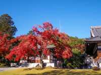 Discover the Charm of Saitama's Little Nordic