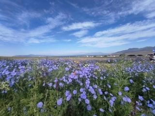 Mulei Scenery: A Pastoral Poem at the Foot of the Tianshan Mountains