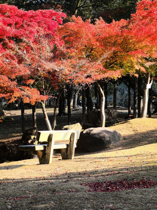 奈良公園與神鹿親密接觸，太治癒了！