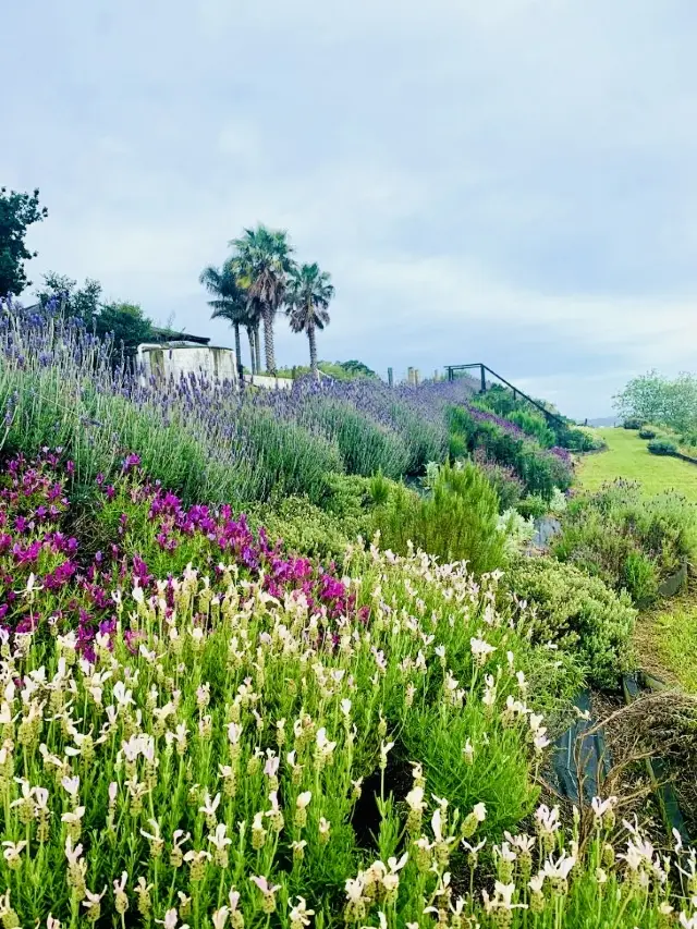 Auckland Lavender Farm Tour, a dream destination!