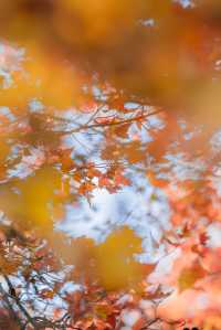 騰蛟鎮文理村白塔嶺腳 | 紅楓樹下的靜謐時光
