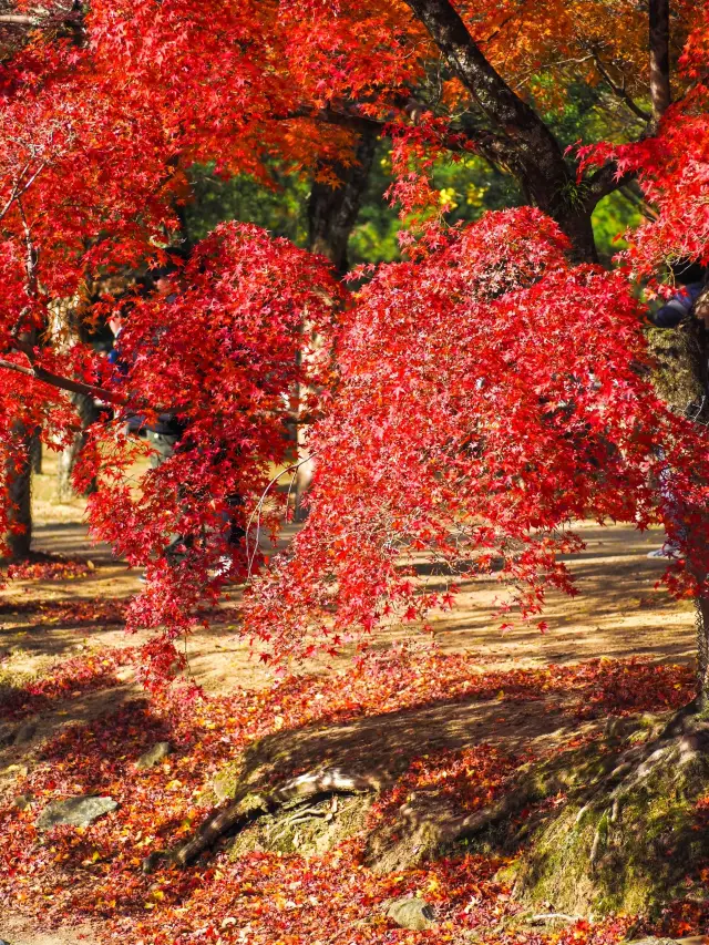 日本6日間ツアー：温泉旅行を満喫しよう