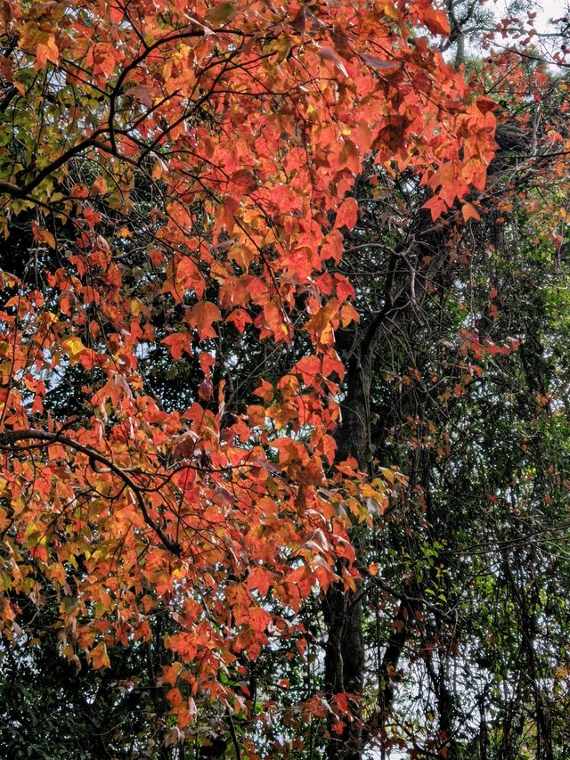 廣東新年何處去，紅葉首選圭峰山