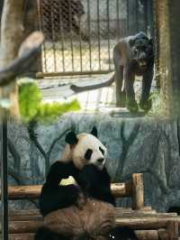 親子活動｜深圳野生動物園
