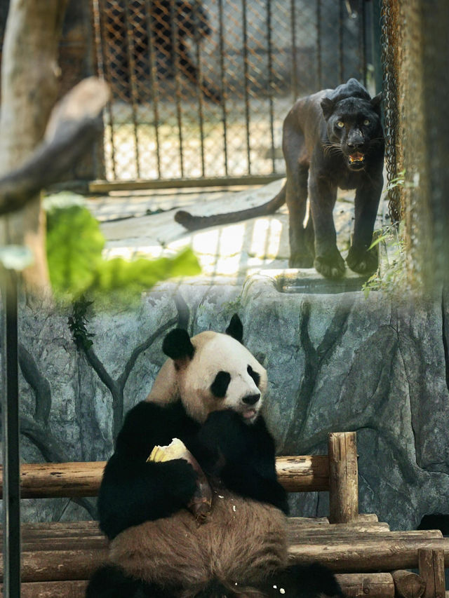 親子活動｜深圳野生動物園