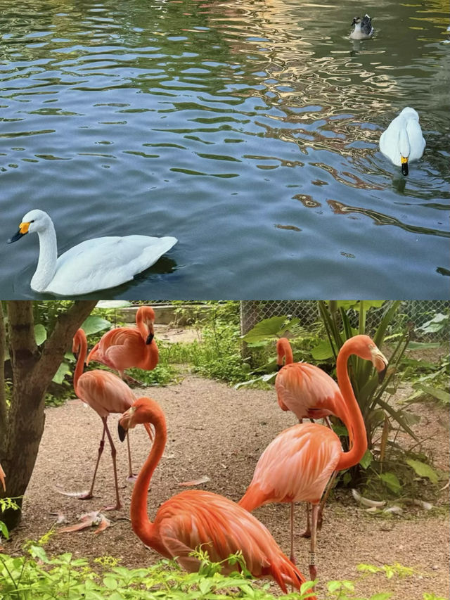 全票50嘅南寧動物園真係值得去嗎？