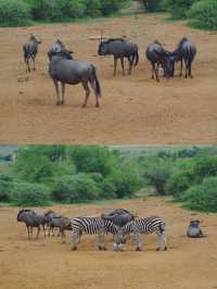 南非比鄰斯堡動物園 | 走進野生動物的奇妙世界