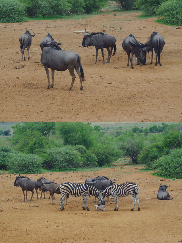 南非比鄰斯堡動物園 | 走進野生動物的奇妙世界