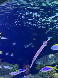 福岡海洋世界景點攻略精彩的海豚和海獅表演適合全家大小一同遊玩的景點。