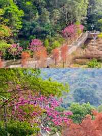 深圳坪山可以看落羽杉新開的免費公園 live