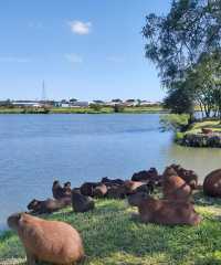 探秘巴里吉公園｜庫里提巴的綠色寶藏與水豚的慵懶風情