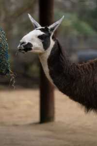 Explore the Wonders of London Zoo
